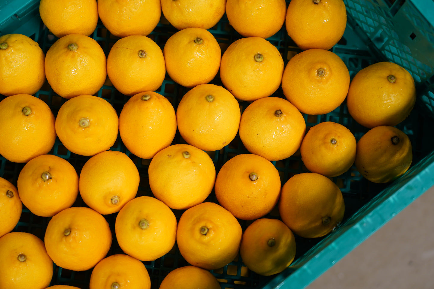 LEMON sour ”UMAMI” / 6缶